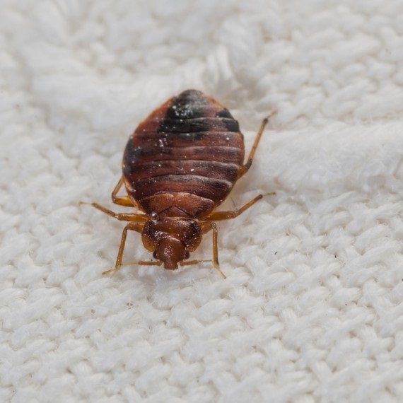 Bed Bugs, Pest Control in West Kensington, W14. Call Now! 020 8166 9746
