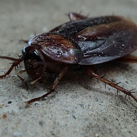 Cockroaches, Pest Control in West Kensington, W14. Call Now! 020 8166 9746
