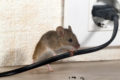Pest Control in West Kensington, W14. Call Now! 020 8166 9746
