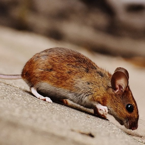Mice, Pest Control in West Kensington, W14. Call Now! 020 8166 9746