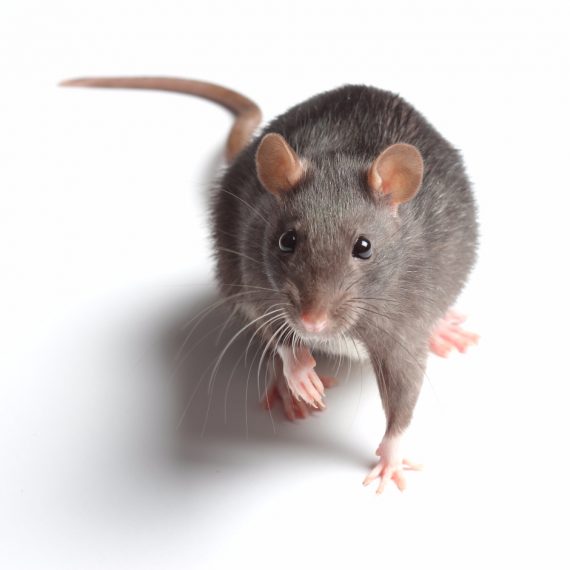 Rats, Pest Control in West Kensington, W14. Call Now! 020 8166 9746