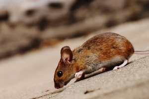 Mouse extermination, Pest Control in West Kensington, W14. Call Now 020 8166 9746