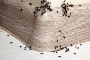 Ant Control, Pest Control in West Kensington, W14. Call Now 020 8166 9746