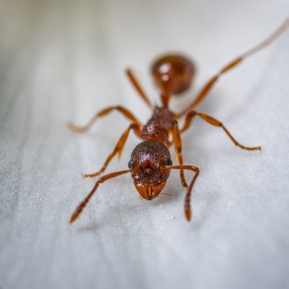 Field Ants, Pest Control in West Kensington, W14. Call Now! 020 8166 9746