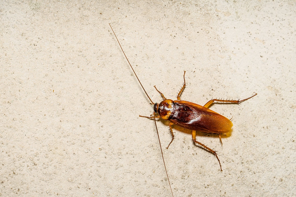 Cockroach Control, Pest Control in West Kensington, W14. Call Now 020 8166 9746
