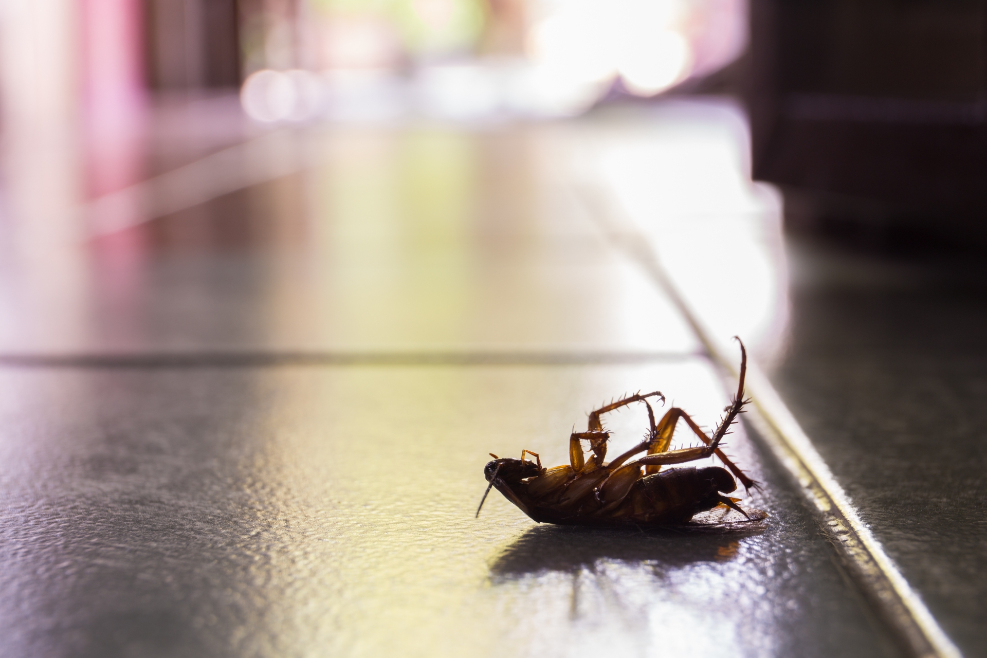 Cockroach Control, Pest Control in West Kensington, W14. Call Now 020 8166 9746