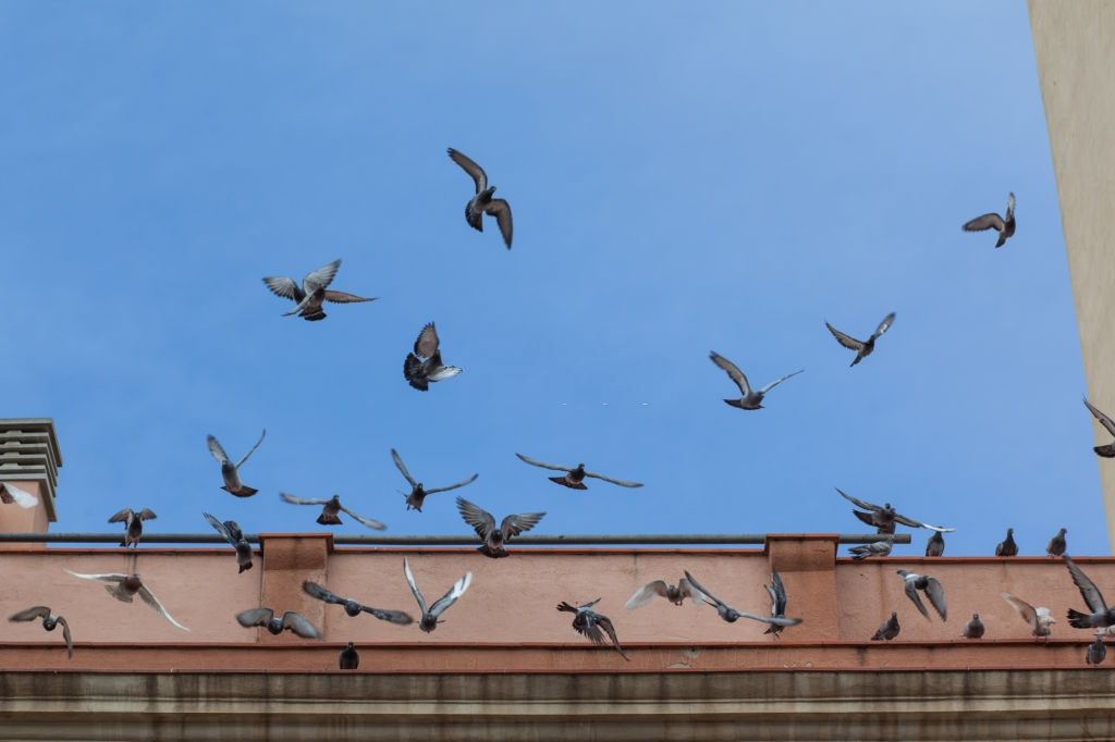 Pigeon Control, Pest Control in West Kensington, W14. Call Now 020 8166 9746