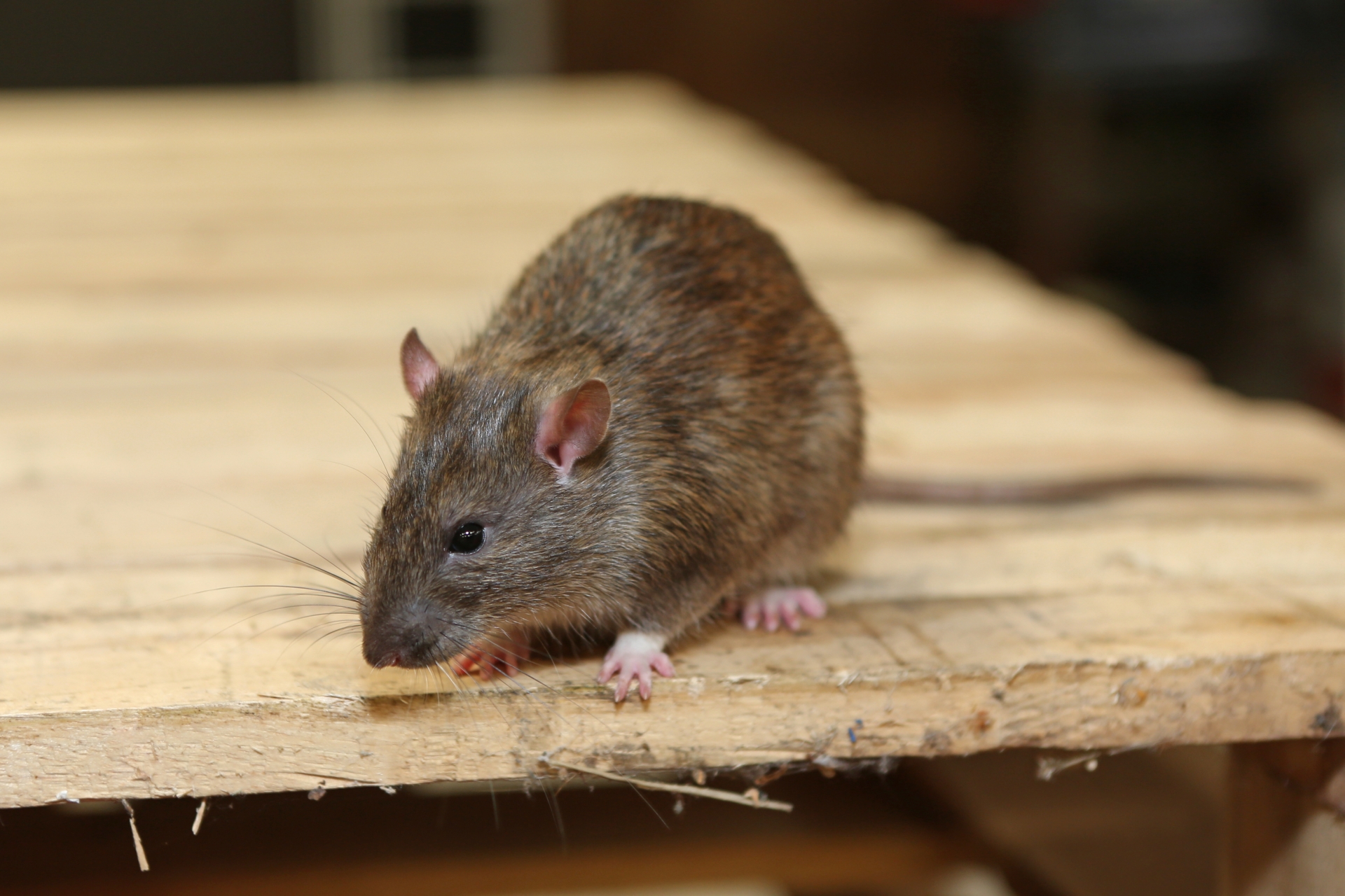 Rat Infestation, Pest Control in West Kensington, W14. Call Now 020 8166 9746