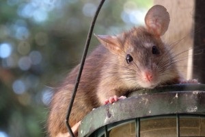Rat extermination, Pest Control in West Kensington, W14. Call Now 020 8166 9746