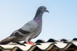 Pigeon Pest, Pest Control in West Kensington, W14. Call Now 020 8166 9746