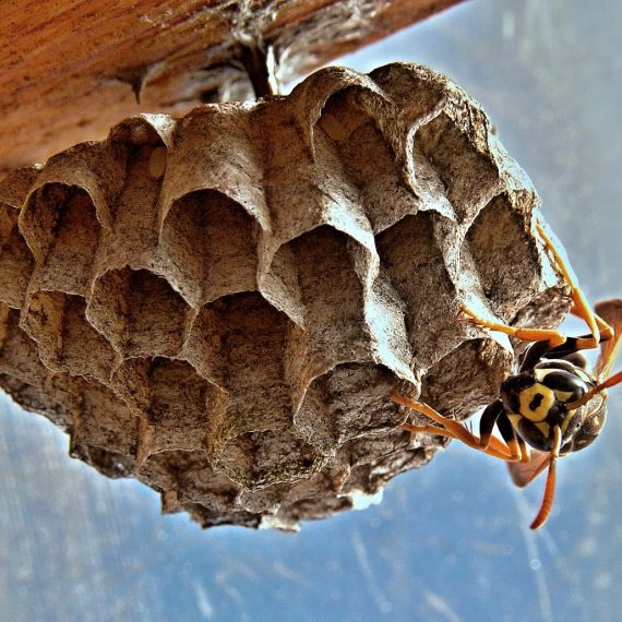 Wasps Nest, Pest Control in West Kensington, W14. Call Now! 020 8166 9746